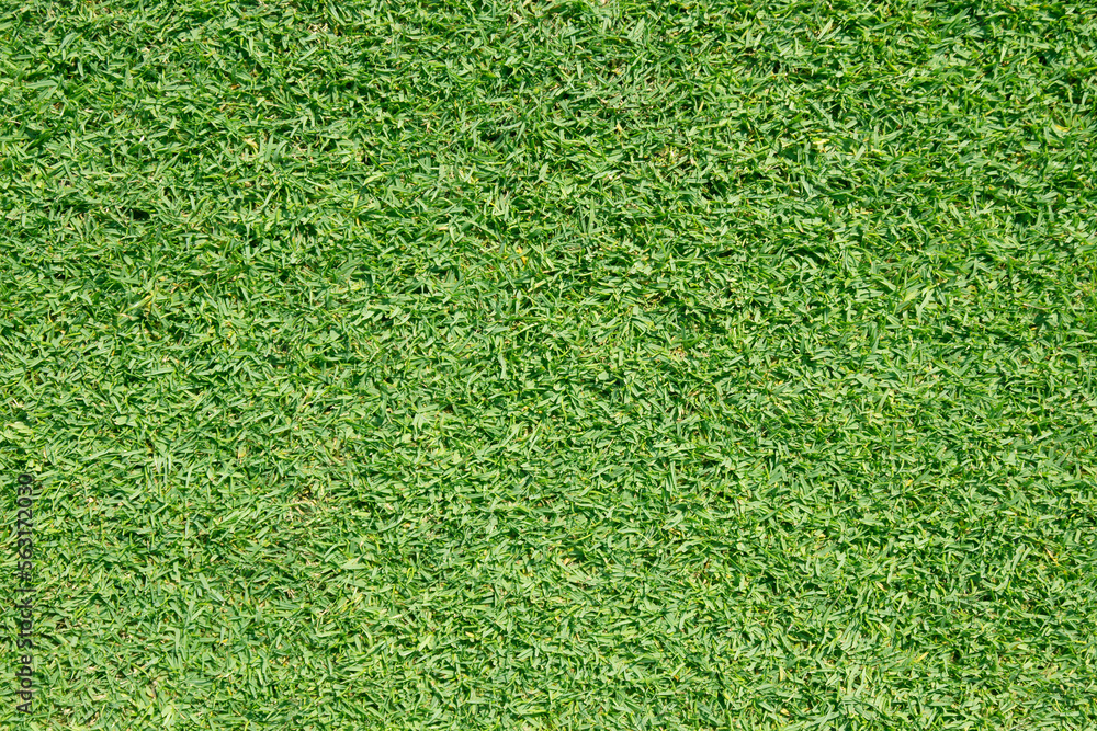Obraz premium green grass texture for top view photo background