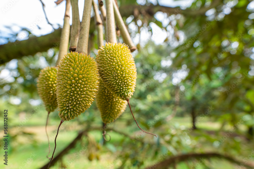 Fresh small durian on tree in Chanthaburi with copy space , Thailand, king of fruit in Thai, product quality for export, small durians waiting to be planted until they are ready to be harvested Fresh small durian on tree in Chanthaburi with copy space , Thailand, king of fruit in Thai, product quality for export, small durians waiting to be planted until they are ready to be harvested