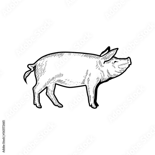 pig vintage logo