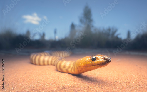 Wild woma python (Aspidites ramsayi) on sandy substrate with vegetation in background, central Australia photo