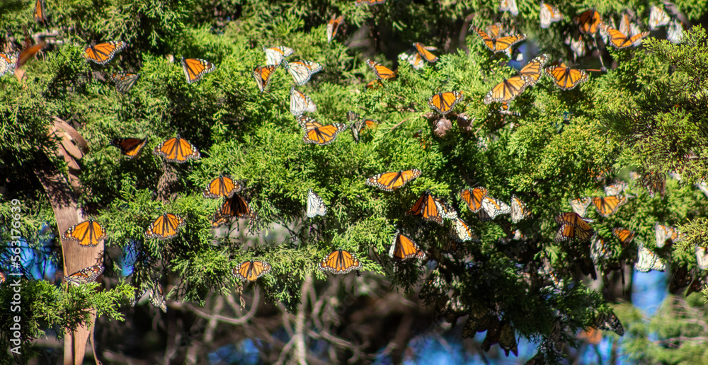Monarch Butterfly California Coast