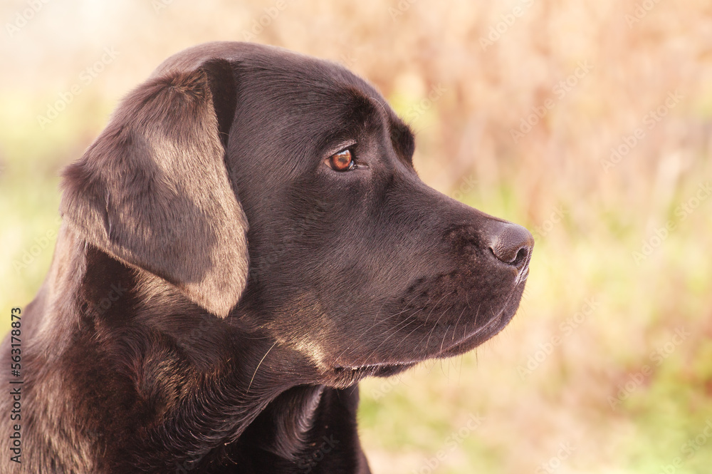 Profile of a labrador retriever dog on a green background. Beautiful young dog. Animal, pet.