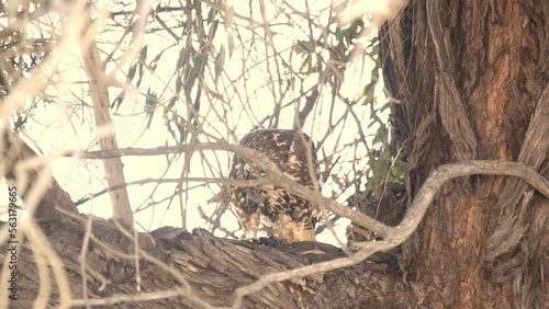 Red-Tailed Hawk in tree feeding on small prey