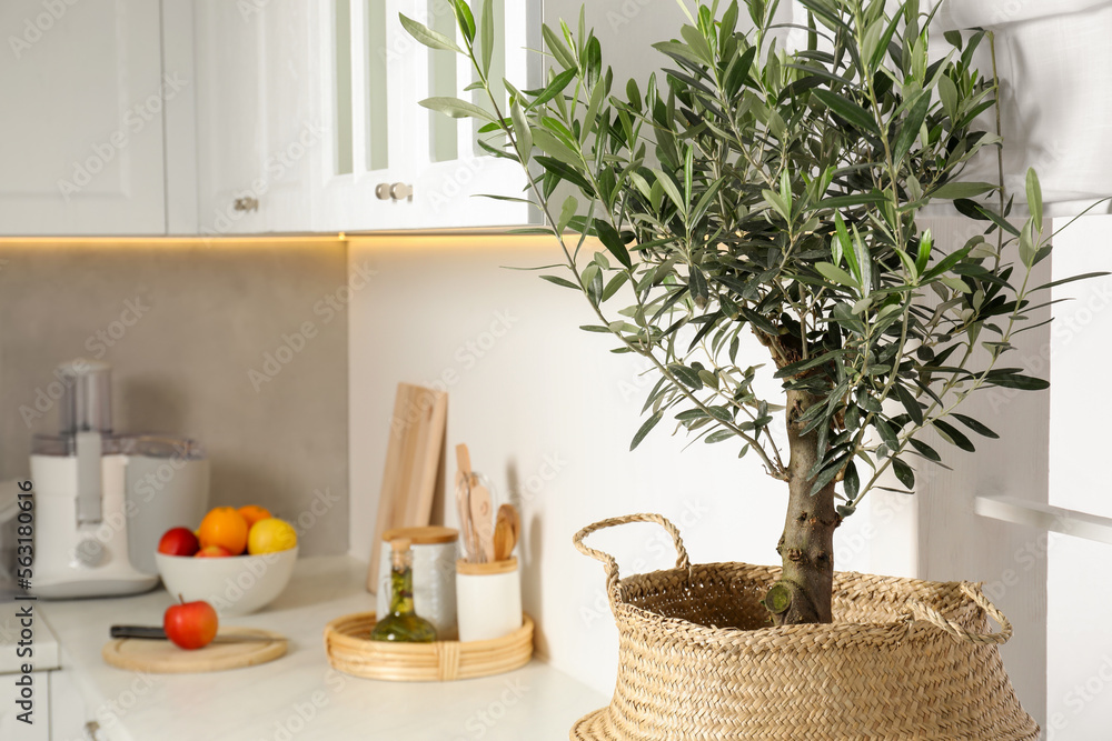 Beautiful potted olive tree on white countertop in stylish kitchen