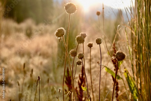 Weeds in Morning Sun © Angelica Glass