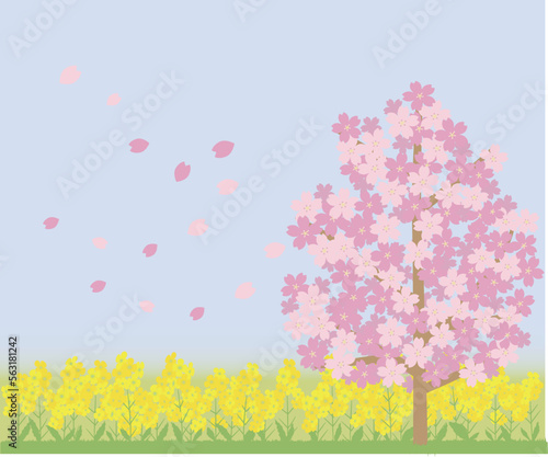桜の木と菜の花畑