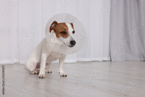 Beautiful Jack Russell Terrier dog wearing medical plastic collar indoors