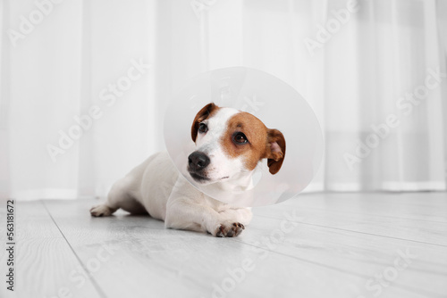Murais de parede Cute Jack Russell Terrier dog wearing medical plastic collar on floor indoors