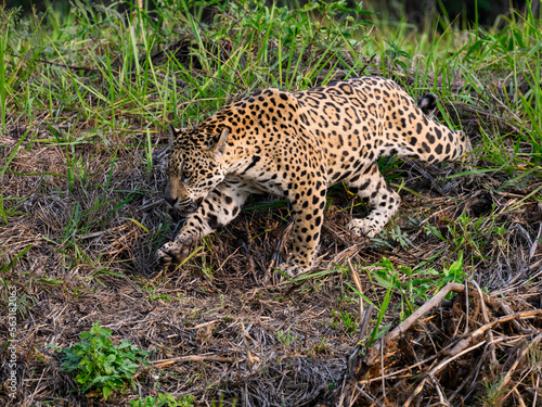 Wild Jaguar walking on river s precipice with tall grass  in Pantanal  Brazil
