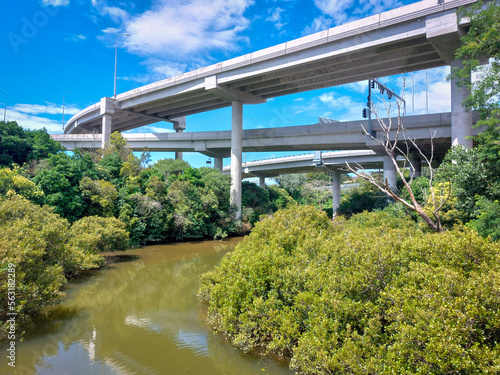 New Zealand native plants and estuary below motorway overbridges, Blue sky, Waterview, Auckland photo