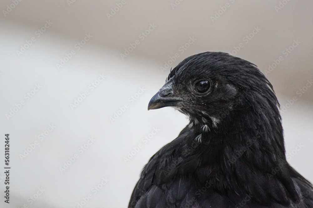 Fototapeta premium close up of a crow