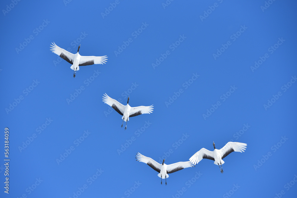 Bird watching, red-crowned crane, in
winter Bird watching, red-crowned crane, in
winter