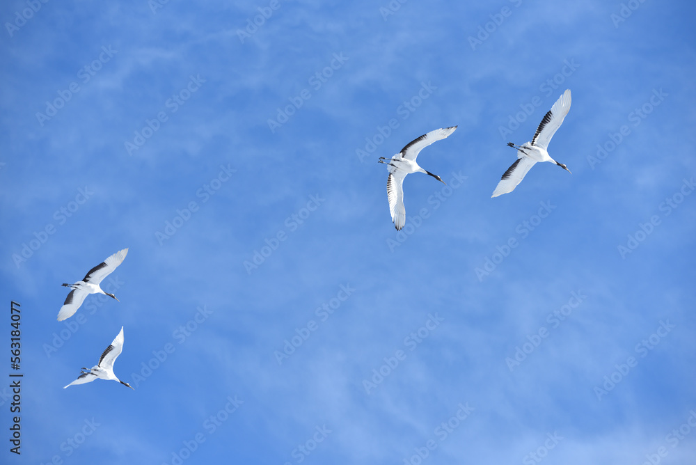 Fototapeta premium Bird watching, red-crowned crane, in winter
