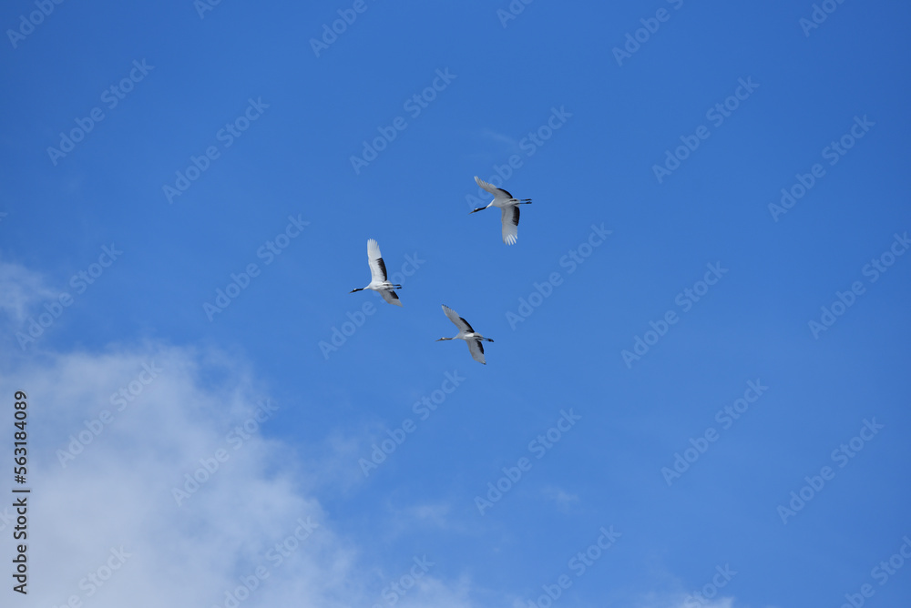 Bird watching, red-crowned crane, in
winter Bird watching, red-crowned crane, in
winter