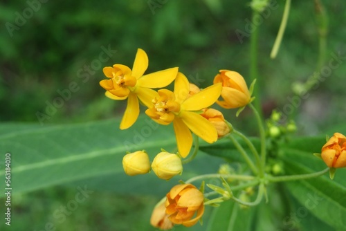 Yellow asclepias flower on natural green leaves background in Florida nature, closeup photo