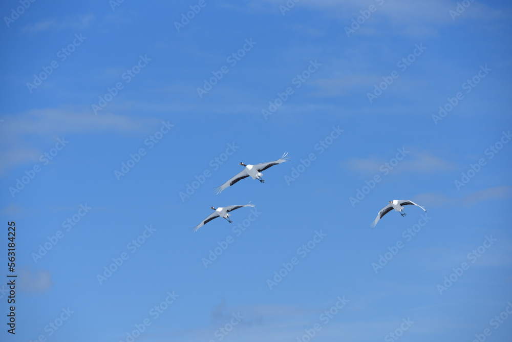 Obraz premium Bird watching, red-crowned crane, in winter