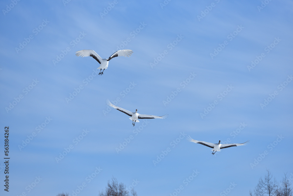 Bird watching, red-crowned crane, in
winter Bird watching, red-crowned crane, in
winter