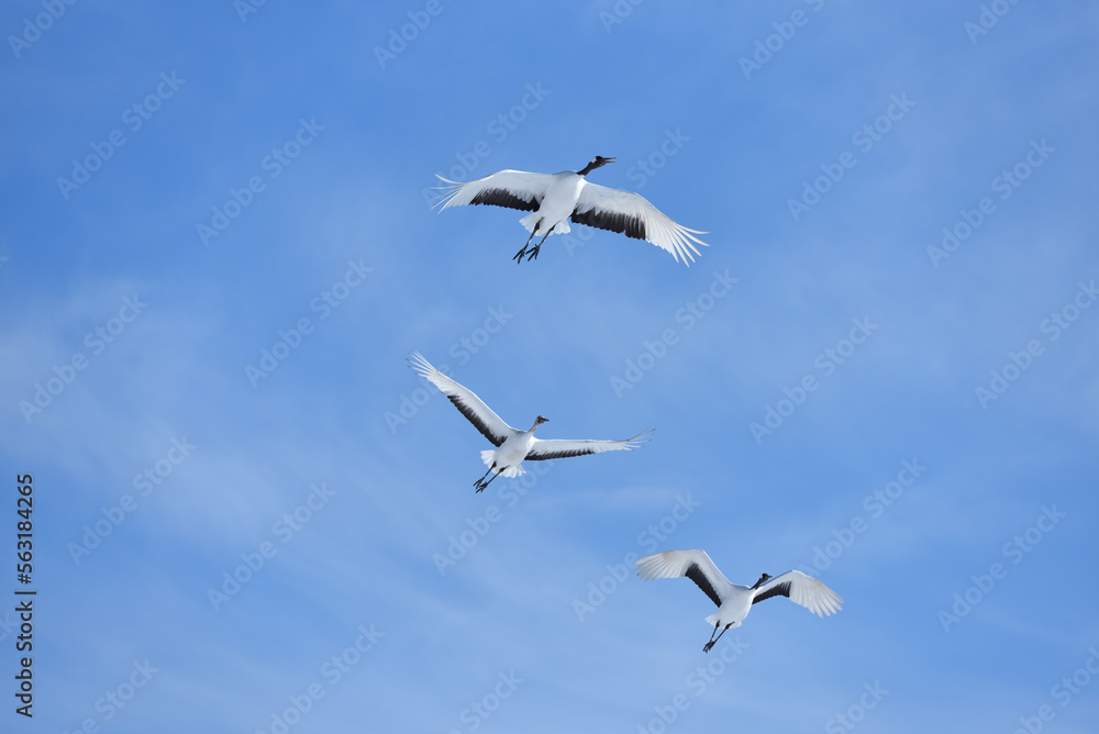Fototapeta premium Bird watching, red-crowned crane, in winter