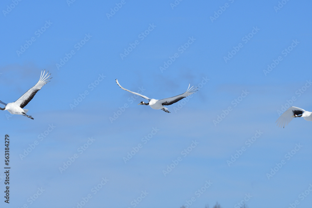 Bird watching, red-crowned crane, in
winter Bird watching, red-crowned crane, in
winter