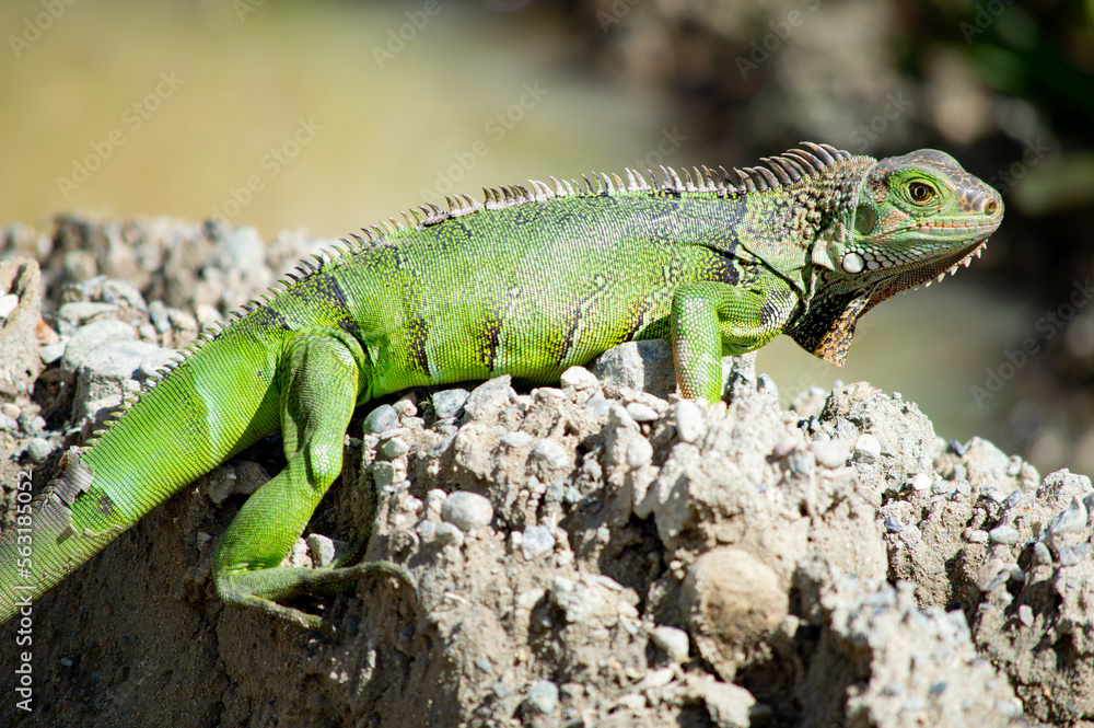 Fototapeta premium Lizard in nature