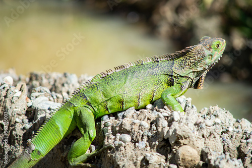 Wallpaper Mural Lizard in nature Torontodigital.ca