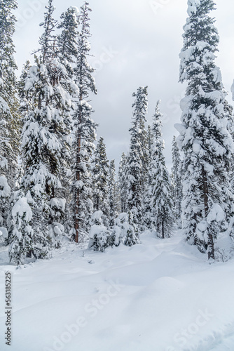 Forest near Lake Louise in Banff Park