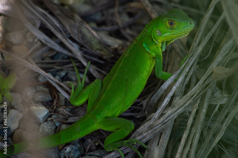 Lizard in nature Lizard in nature