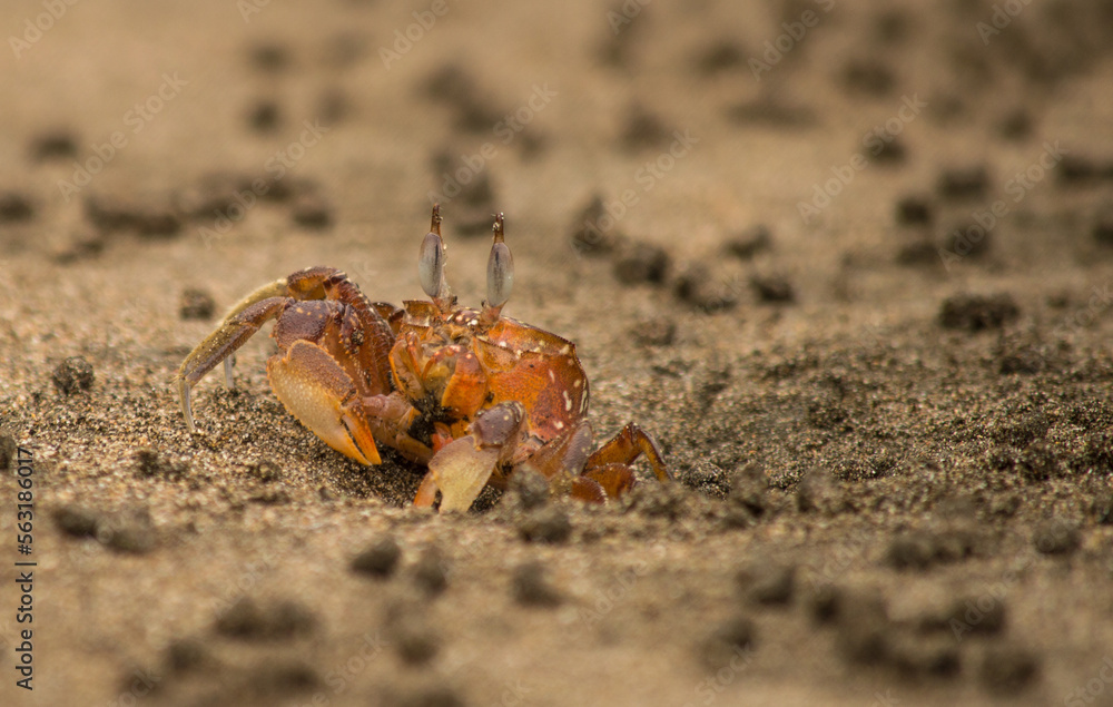 crabs on the beach