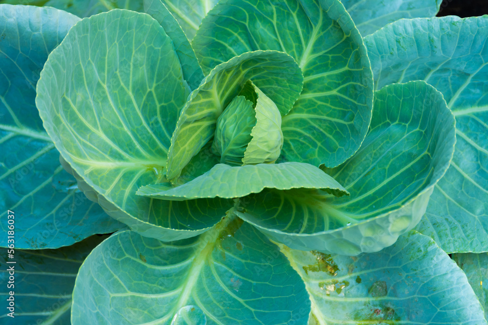 cabbage vegetable food in field garden cabbage vegetable food in field garden