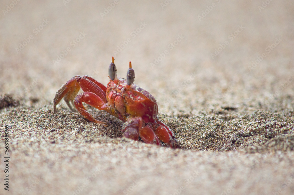 crabs on the beach crabs on the beach
