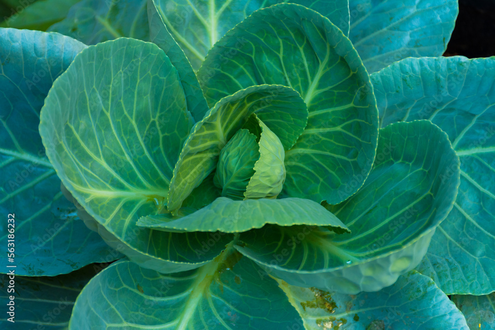 cabbage vegetable food in field garden cabbage vegetable food in field garden