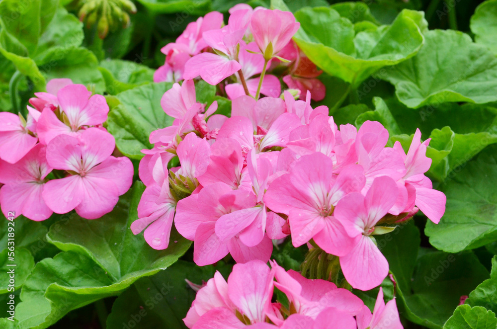 a pink flower bed with nature, spring