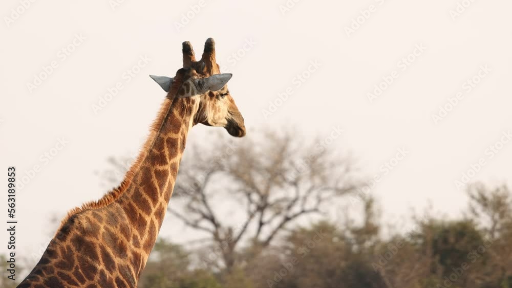 Giraffe Walking Through African Brush Close Up Giraffe Walking Through African Brush Close Up