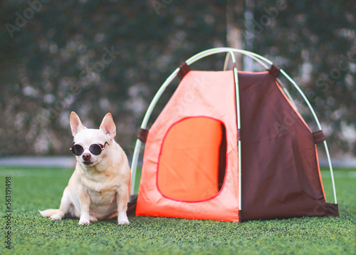 brown short hair Chihuahua dog wearing sunglasses sitting in front of orange camping tent on green grass, outdoor, looking at camera. Pet travel concept.