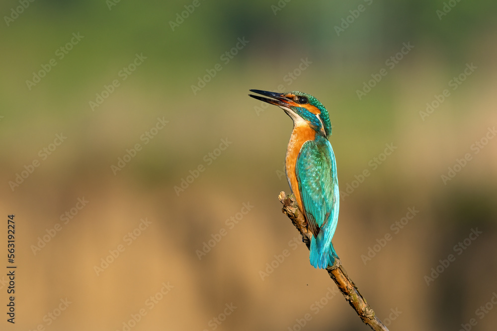 Beautiful nature scene with Common kingfisher (Alcedo atthis). Wildlife shot of Common kingfisher (Alcedo atthis) on the branch. Common kingfisher (Alcedo atthis) in the nature habitat. Beautiful nature scene with Common kingfisher (Alcedo atthis). Wildlife shot of Common kingfisher (Alcedo atthis) on the branch. Common kingfisher (Alcedo atthis) in the nature habitat.