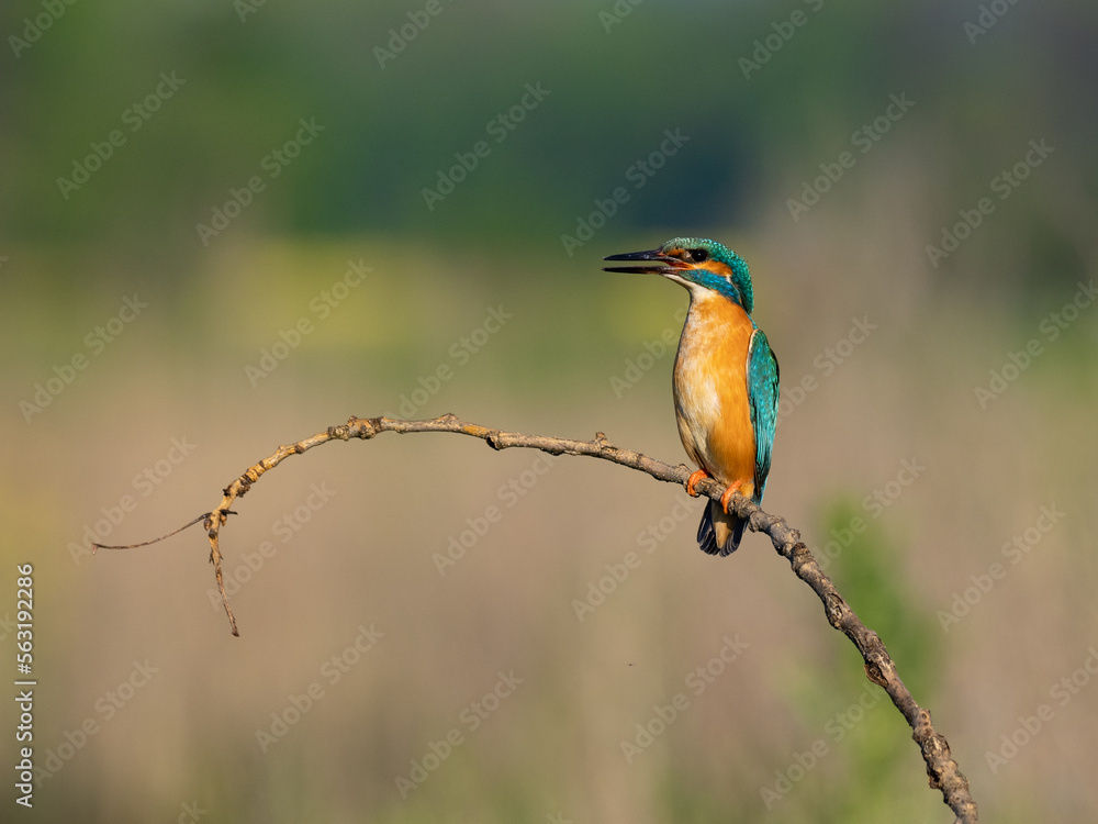 Beautiful nature scene with Common kingfisher (Alcedo atthis). Wildlife shot of Common kingfisher (Alcedo atthis) on the branch. Common kingfisher (Alcedo atthis) in the nature habitat. Beautiful nature scene with Common kingfisher (Alcedo atthis). Wildlife shot of Common kingfisher (Alcedo atthis) on the branch. Common kingfisher (Alcedo atthis) in the nature habitat.