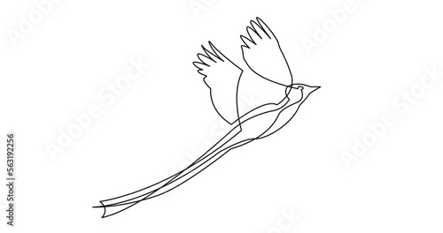 continuous line drawing vector illustration with FULLY EDITABLE STROKE of of beautiful bird with long tail flying