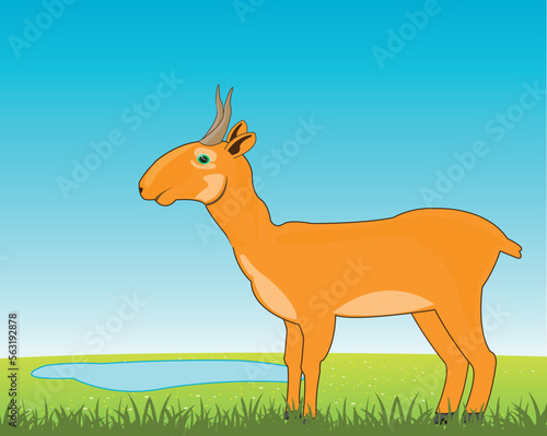 Wildlife saiga on glade beside lake by summer