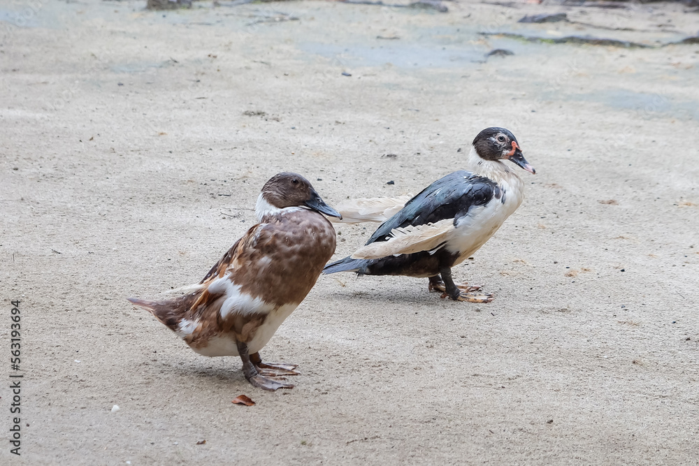 Fototapeta premium Farm ducks resting standing in spring rain. Duck farm