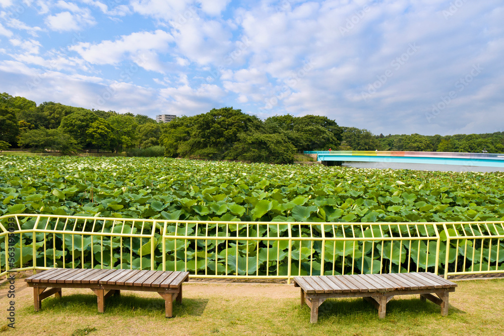Obraz premium Osaka Nagai Botanical Garden is botanical garden in Higashisumiyoshiku, Osakashi City, Kansai, Japan.