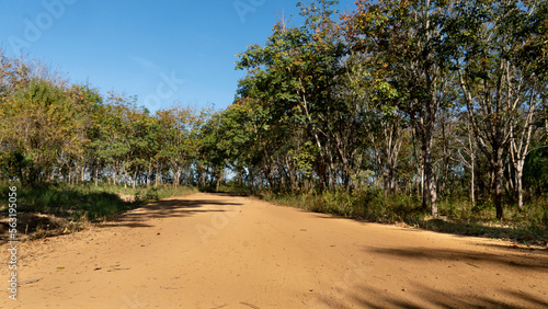 Fototapeta Naklejka Na Ścianę i Meble -  Traffic path of a dirt road that goes straight and curves in front. Beside wtih rubber plantation under the blue sky.