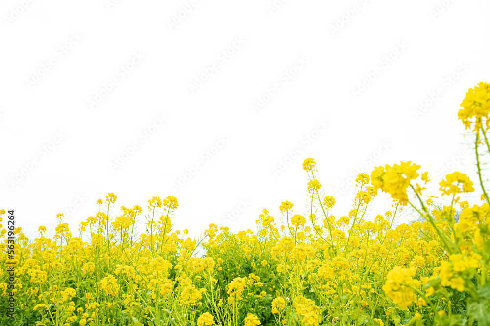 Obraz premium 明るい環境の菜の花