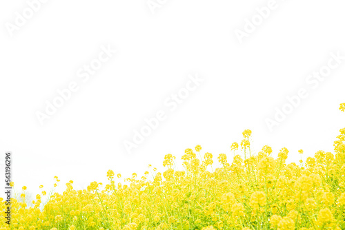明るい環境の菜の花
