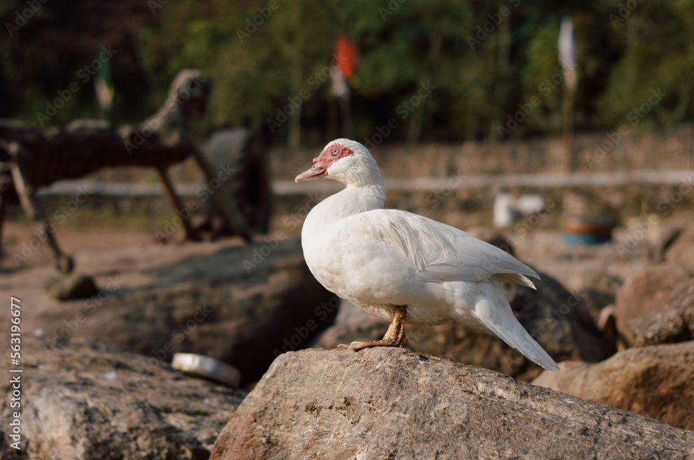 Fototapeta premium white duck in the wild