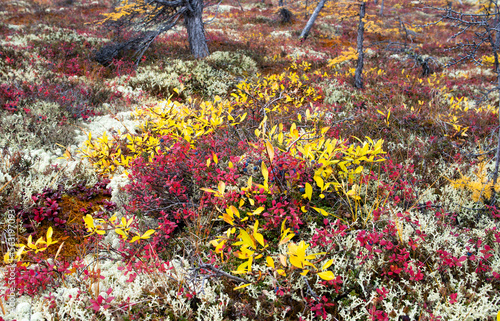 Far East of Russia, Magadan region, Susumansky district, lake Malyk..Surroundings of the mountain lake Malyk in the north of the Far East is located five hundred kilometers from the city of Magadan. photo