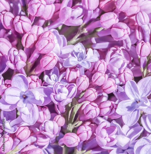 Purple terry Lilac flower petals. Macro flowers background for holiday design. Soft focus