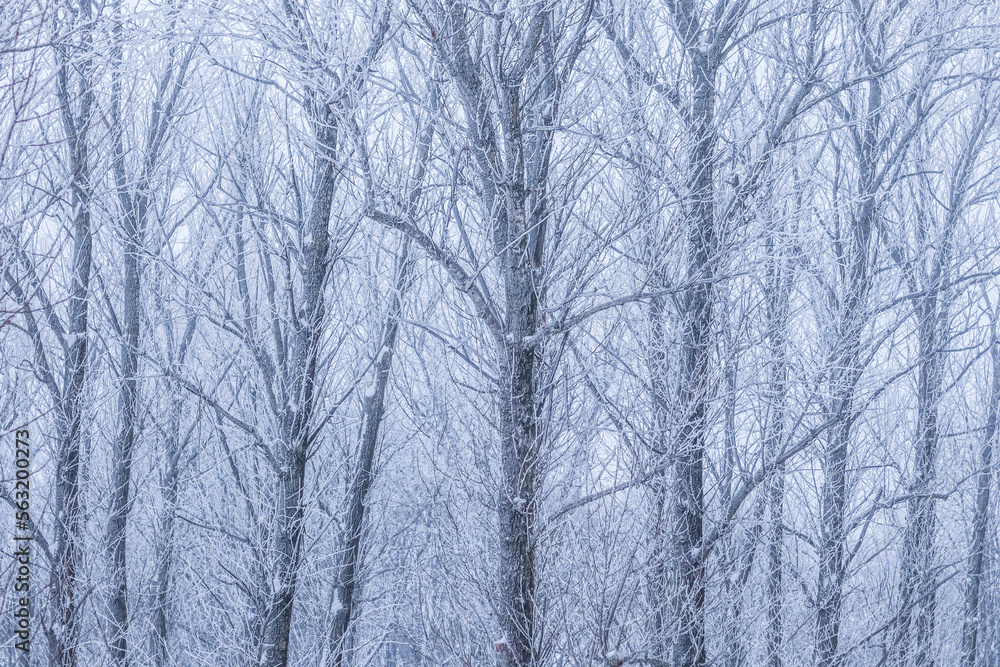 Background of tree branches covered with frost. Landscape of nature with fog and white snow Background of tree branches covered with frost. Landscape of nature with fog and white snow
