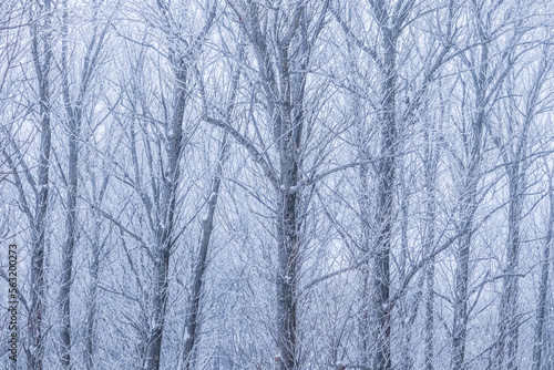 Background of tree branches covered with frost. Landscape of nature with fog and white snow