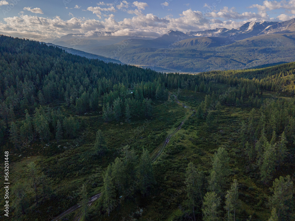 trees in the mountains