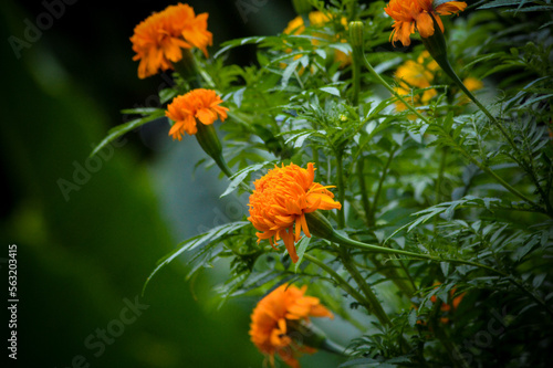 Close Up Beautiful View Orange Blooming Flowers Of Marigold Or Tagetes Flower Plants With Fresh Green Leaves